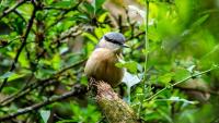 British wildlife survey sees major surge in participant engagement