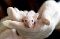 UK invests £22m to replace animal testing with human tissue models