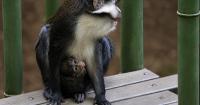 Baby African red-tailed monkey born at Zoo Atlanta