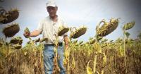 Czech farmers turn to sunflowers, experiment with figs and olives, as drought and heat intensify