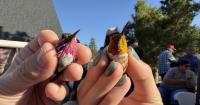 How Utah's smallest birds help uncover their own mysterious life