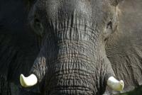 South Africa celebrates World Elephant Day
