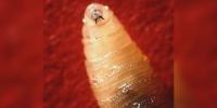 South Dakota state veterinarian says winter temperatures are key defense against screwworm threat