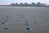 Jellyfish knock one-fifth of France’s nuclear capacity offline