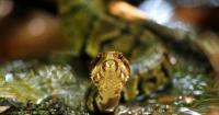 Player in Arkansas practices with a venomous snake in his helmet