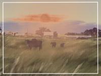 Balanced Stewardship of the Land to Save the Prairie