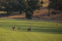 Virginia Needs Deer Hunters!