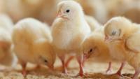 Ingham’s commits US$35.3M to new poultry breeding farms in Australia