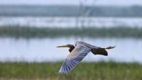 Japan-backed project aims to make Gujarat’s largest bird sanctuary Nal Sarovar plastic free