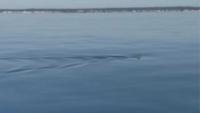 Beaches in Wells, Maine, closed to swimming after great white shark sighting