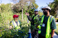 Reducing Urban Heat is Green and Collective