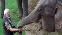 World Elephant Day: India has 60% of world's wild Asian elephants