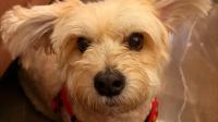 Dogs can read your face and understand your emotions, science confirms
