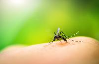 West Nile virus detected in Montana mosquitoes