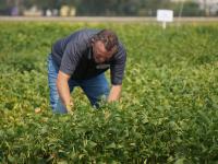 Inside the research shaping Manitoba's dry bean industry  