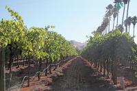 Grape-pocalypse: Changing wine drinking habits impact California’s iconic industry