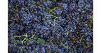Catalonia strengthens control against abuses in the grape business for wine and cava