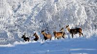 Decades after religions shaped China’s Tianmushan, authorities tackle protecting reserve