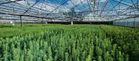 In the wake of fire, Colorado will give you tree seedlings