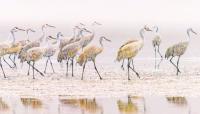 Wildlife photography contest open