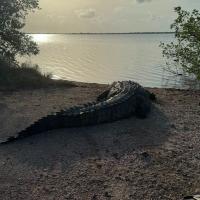 Forest Department Urges Responsible Behaviour Around Crocodiles