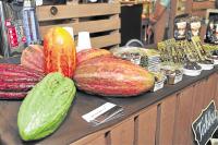 PH cacao debuts in New Zealand