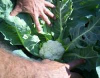 Agricultural Innovation: UBPC Alamar Nursery Produces 350 Tons Annually with Sustainable Organic Technology