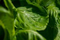 Webinar explores medicinal plants for a healthy lifestyle on Aug. 26 