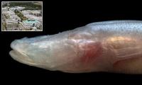 Scientists discover a blind 'demon' underneath Alabama's Area 51