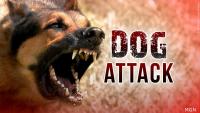 Plymouth dog attack: German Shepherd still loose after killing dog
