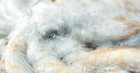 The World’s First Commercial Octopus Farm Is Dead in Its Tracks After Scientists and a 9-Year-Old Helped Fight It