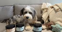 How VitaPets Builds Competitive Advantage Through Effective Dog Supplement Delivery Experience in Hong Kong