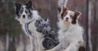 Dogs Can Tell When You're Sad or Afraid: Scientists Just Saw the Difference in Their Brains
