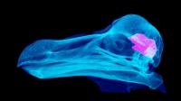 Nocturnal dodo? Study suggests we were very wrong about Mauritius' iconic flightless bird