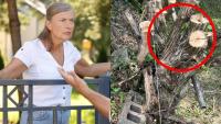 ‘We came home and it was just… gone’: Neighbour’s wild gardening act divides the internet