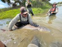 Environmental groups sue California over delayed white sturgeon review