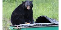 DEEP documents 50 bear home break-ins so far this year