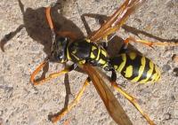 Northern Nevada backyards and gardens: Battling pests