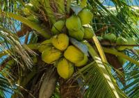Dominican Republic to host first Coconut Summit on August 13
