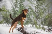 Free movie night brings ‘A Dog’s Way Home’ to Kamas City Park