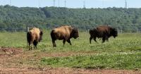 Looking Into American Bison Farms in Pennsylvania
