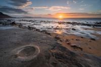 Sale of a “Stunning” UK Fossil Collection to the Natural History Museum Abu Dhabi Sparks Controversy