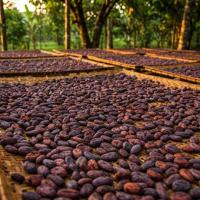 PH ships 6,000kg of cacao beans to New Zealand