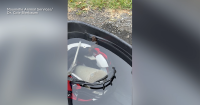 Cottonmouth found inside Arkansas high school football player's helmet