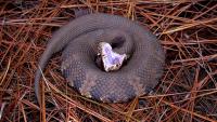 Weird files: Arkansas HS athlete practiced with cottonmouth snake nestled inside his helmet