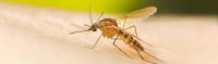 West Nile Virus confirmed in Montana, health department says