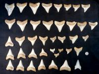 Megalodon Teeth Seeded Cook Islands Nodule Fields: NOAA Expedition Confirms