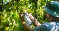 Technology helping to predict perfect peach picking time