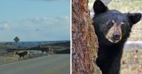 AROUND WYOMING: Motorcycle Crashes, Bear Encounter and Drought Conditions!