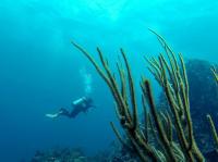 Steady progress being made with the restoration work within the South Coast Marine Conservation Area in SVG